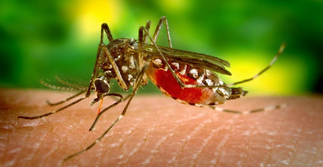 Dengue en República Dominicana
