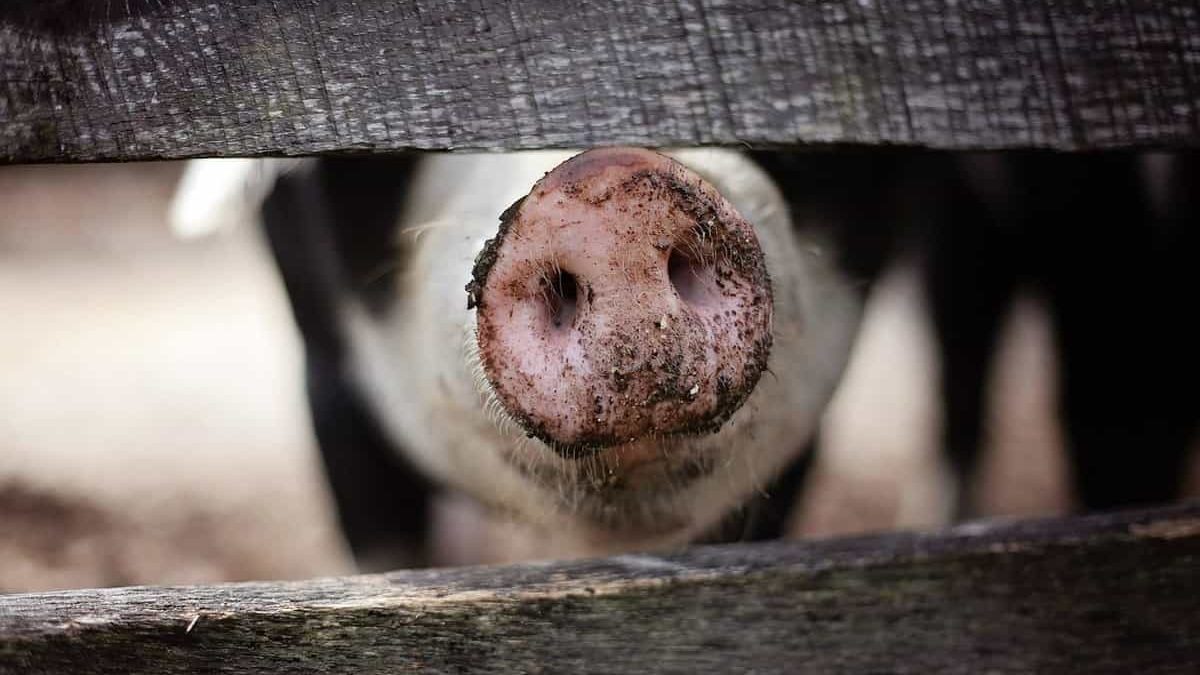 El país se encamina hacia la erradicación de la fiebre porcina africana