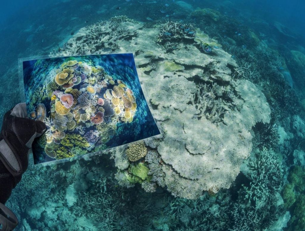 El aumento de las temperaturas en el mar vuelve intolerables las condiciones que el coral necesita para sobrevivir. Los arrecifes -un ecosistema vital y un refugio para innumerables especies- están en grave peligro, y las investigaciones presentadas en 2020 sugieren que entre el 70% y el 90% de los arrecifes de coral habrán muerto para 2040. Los arrecifes existen en una delicada simbiosis con las algas que les proporcionan nutrientes. Si la temperatura aumenta demasiado, las algas -llamadas zooxantelas- no pueden colonizar el coral, y las estructuras de carbonato cálcico se "blanquean". Aquí, el fotógrafo David Doubilet muestra el contraste entre un arrecife de ópalo sano, en la Gran Barrera de Coral de Australia, en 2010 frente a 2019. El daño se debió probablemente a un pico en la temperatura del océano en 2016.