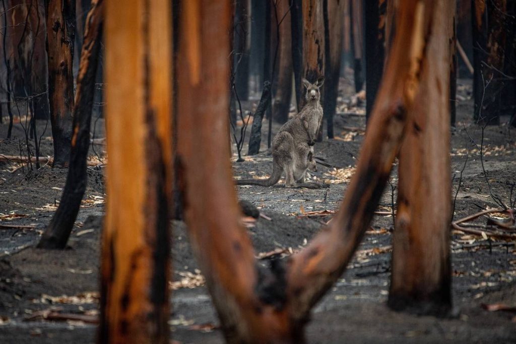 Un canguro y su cría miran entre una zona de árboles quemados después de que una serie de incendios arrasara Mallacoota, en el sur de Australia, en septiembre de 2020. Grandes extensiones de bosques ardieron sin control durante la temporada de incendios forestales, amenazando los hábitats de muchas especies endémicas de animales y matándolos por miles de millones.FOTOGRAFÍA DE JO-ANNE MCARTHUR, VIA UNSPLASH