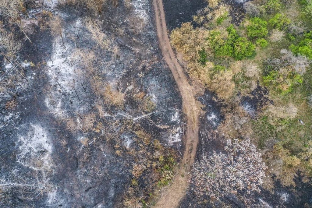 Los incendios forestales, sobrealimentados estacionalmente por los periodos de sequía y las olas de calor extremo, diezman los ecosistemas y liberan a la atmósfera el carbono de uno de sus almacenes más estables: los árboles. En última instancia, este ciclo en espiral puede desembocar en la regeneración de los árboles, pero en un mundo que ya ha agotado sus bosques, que tiene que soportar una extinción impulsada por el ser humano y que sufre el aumento de las temperaturas, el fuego -aparte del coste humano- es un enemigo que no nos podemos permitir. Esta vista aérea de los limoneros destruidos en Roboré (Bolivia) ilustra la magnitud de la destrucción de los incendios forestales con respecto a una zona que no ha sido tocada por las llamas.FOTOGRAFÍA DE JUAN PABLO AMPUDIA, NATIONAL GEOGRAPHIC IMAGE COLLECTION