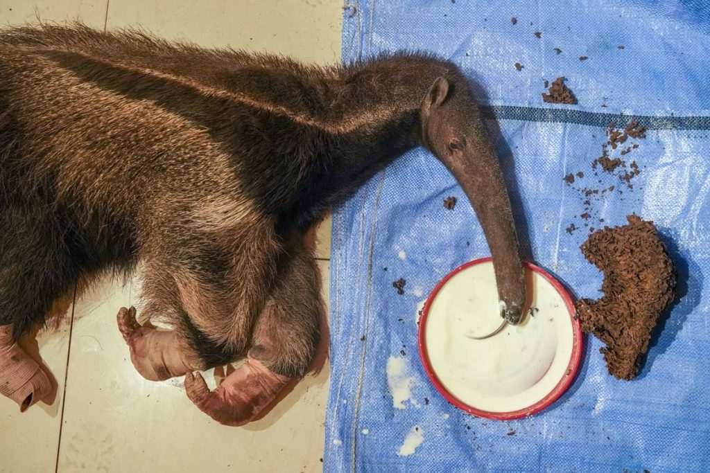Un oso hormiguero, con las patas quemadas, se recupera de sus heridas merendando leche y hormigas en un santuario de Aguas Calientes, Bolivia. Los incendios arrasaron Brasil, Bolivia, Perú y Paraguay en 2019. La mayoría fueron provocados deliberadamente para despejar la tierra para las plantaciones, con un coste colosal para la vida silvestre, especialmente para los animales de movimiento lento como los osos hormigueros y los perezosos, pero también para criaturas rápidas como los monos. En los humedales del Pantanal brasileño, los daños fueron devastadores. Al año siguiente, en 2020, el Pantanal volvió a arder, esta vez con una superficie afectada por el fuego tres veces superior.FOTOGRAFÍA DE JUAN PABLO AMPUDIA, NATIONAL GEOGRAPHIC IMAGE COLLECTION